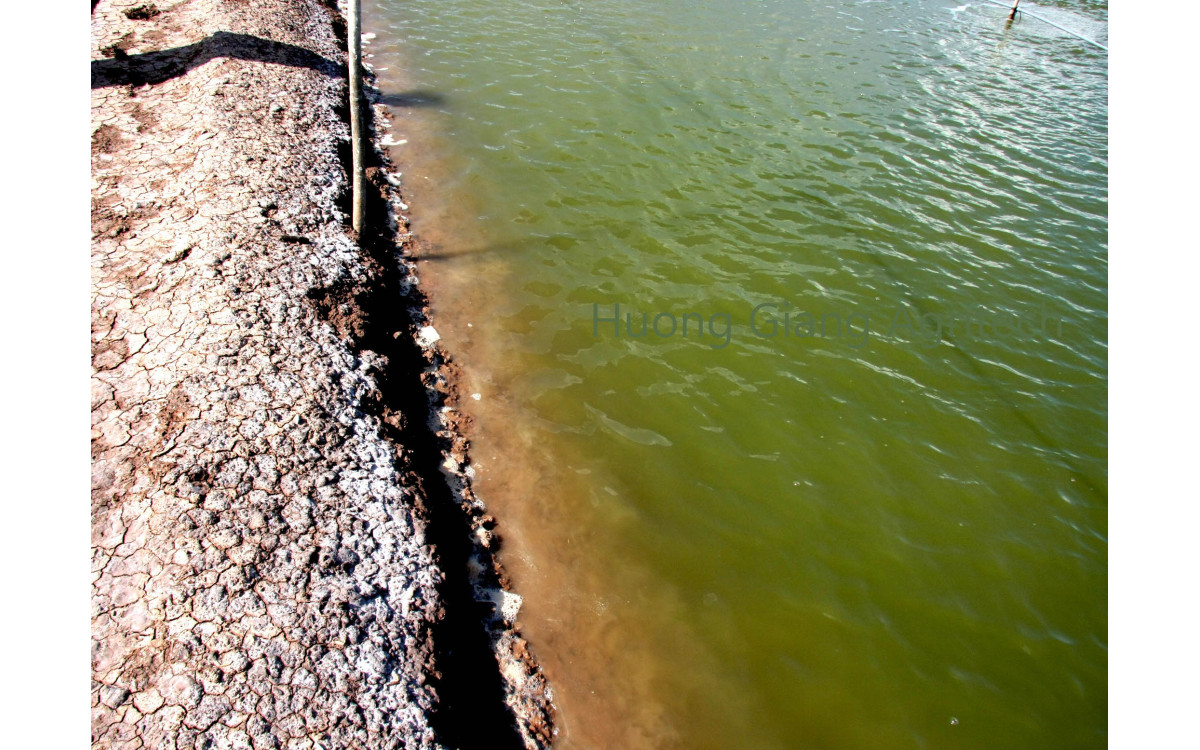 Quy tr&igrave;nh chuẩn bị nước ao trước khi thả t&ocirc;m giống